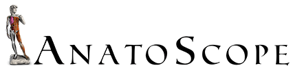 AnatoScope Logo